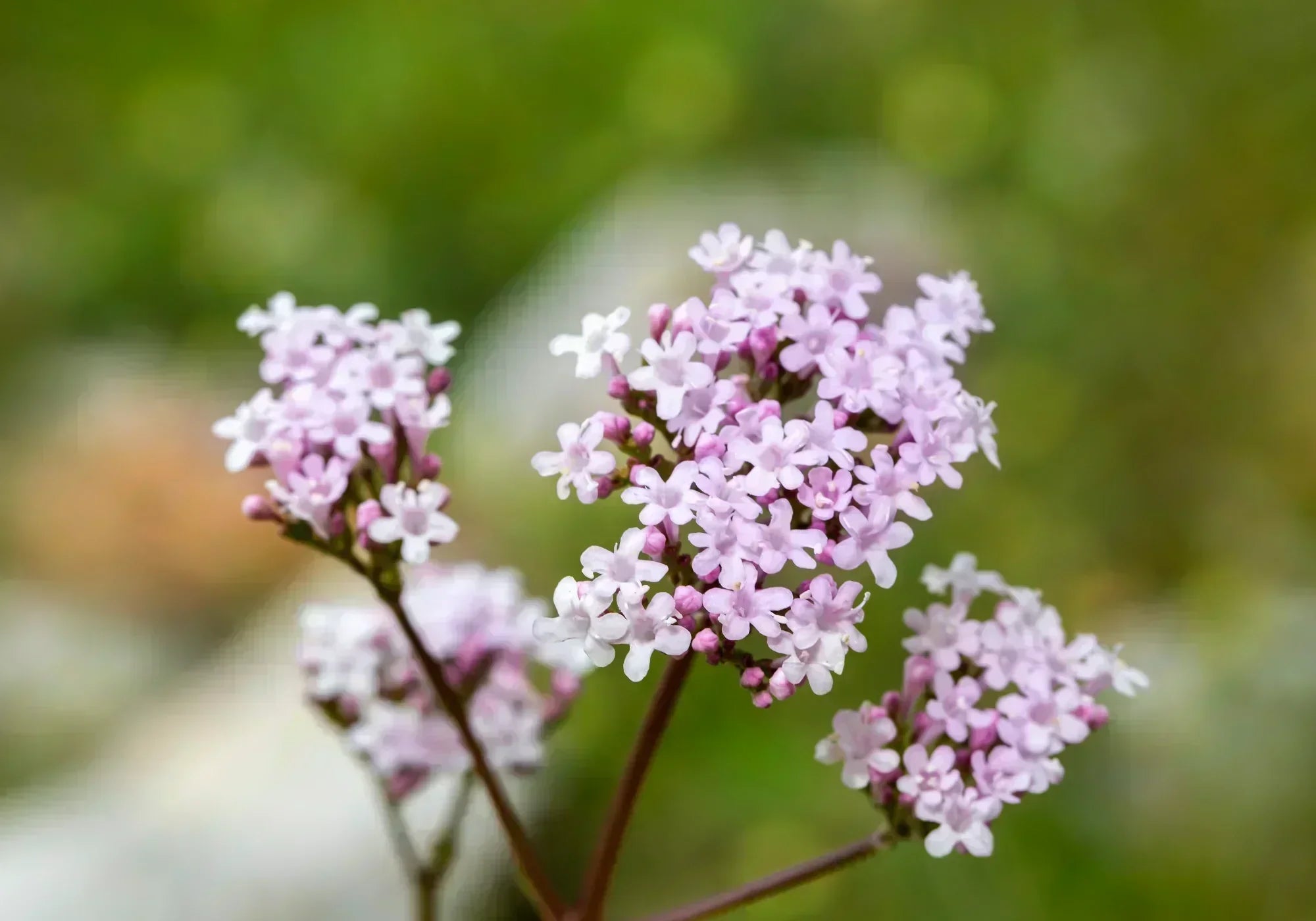 Валериана: Същност и ползи за организма