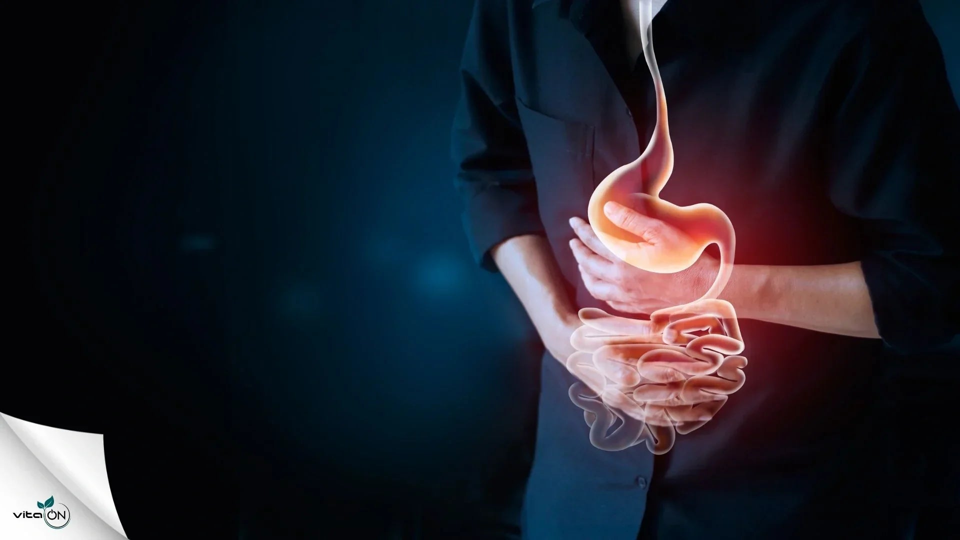 Устройство и функции на стомаха