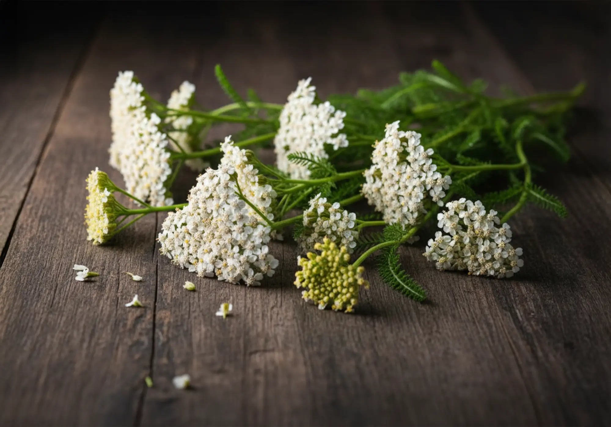 Бял равнец: противопоказания